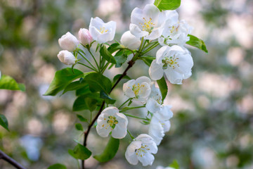 Fresh white and pink apple tree flowers blossom on green leaves background in the garden in spring