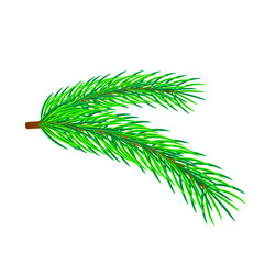 Spruce branch isolated on white background. Vector llustration