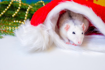 Fototapeta na wymiar white rat in red santa claus hat. The symbol of the new year on the Chinese calendar