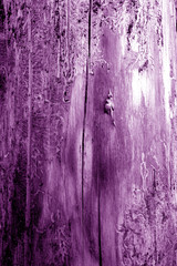 Bark of old tree texture in purple tone.