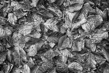 Fallen leaves in a forest in winter