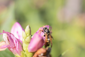 Wespe auf Blume 3