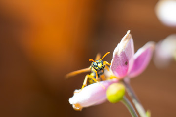 Wespe auf Blume 1