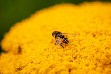 Wespe auf Blüten 3