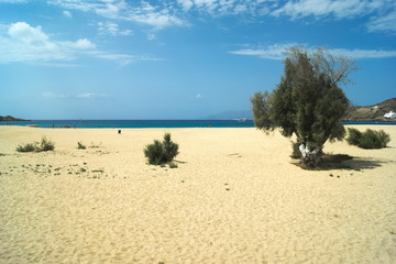 Ios island, Greece A holiday destination. Mylopotos beach. A magnet for young back packers island hopping around the Cyclades islands. The quiet centre section of the beach, with tamarisk trees.