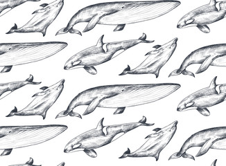 Vector monochrome seamless pattern with ocean animals whale, dolphin, orca in sketch style.