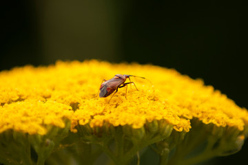 Käfer auf blüten