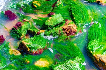 Sea green algae on the stones on the seashore.