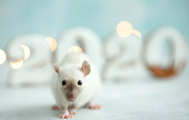 Fototapeta na wymiar 2020 year rat. Rat with cookies. Animal rat. 
