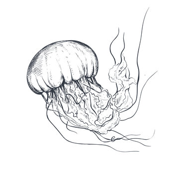 Vector hand drawn jellyfish in sketch style isolated on white.