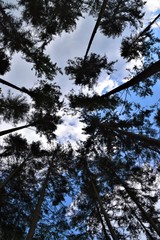 Treetops view from below
