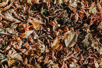 Autumn background. Fall yellow maple leaves lying. Sunny day.