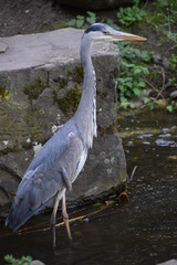 Heron in park closeup