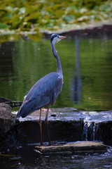 Heron in park closeup