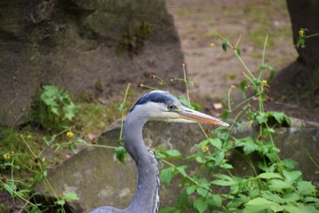 Heron in park closeup