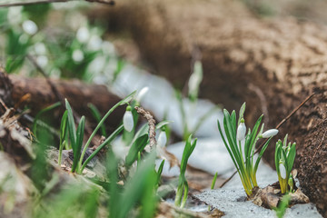 White bud blooming snowdrop folded or Galanthus plicatus surrounded snow