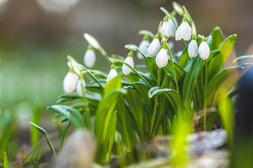 White blooming snowdrop folded or Galanthus plicatus. Spring sunny day in the forest..