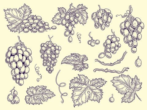 Grapes set. Vineyard collection wine grapes and leaves vector engraving graphic pictures for restaurant menu. Illustration grape wine, fresh taste grapevine