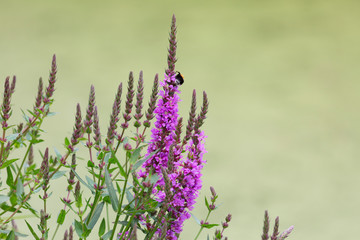 Bumblebee sits on a pink flower