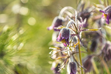 Eastern pasqueflower, prairie crocus, cutleaf anemone with water drops