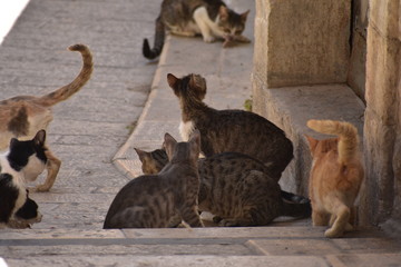 Street cats in Nazareth Old City
