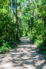 Fototapeta na wymiar Path in Lowacherra National Park near Srimangal, Bangladesh