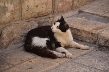 Street cats in Nazareth Old City