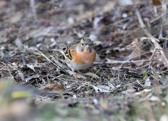 The brambling (Fringilla montifringilla) sits on a ground. Close up photo