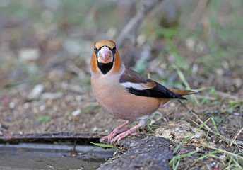 Unusually close-up hawfinch (Coccothraustes coccothraustes). The bird was shot near unusual drinking angles.