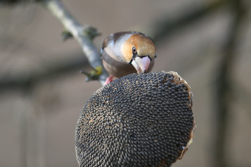 Unusually close-up hawfinch (Coccothraustes coccothraustes). The bird was shot near unusual drinking angles.