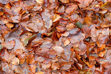Fallen leaves in a forest