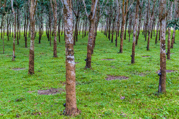 Obraz premium Rubber tree plantation near Srimangal, Bangladesh