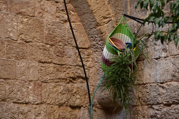 Plant in a Basket hanging from a stone wall in Nazareth Israel