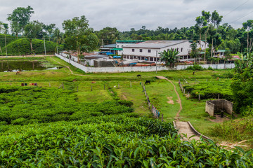 Zareen Tea Estate near Srimangal, Bangladesh