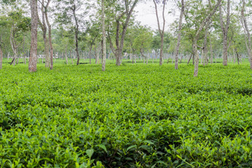 Fototapeta na wymiar Tea gardens near Srimangal, Bangladesh