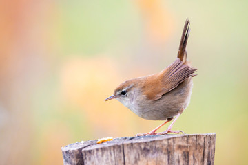 Closeup portrait of Cetti's warbler, cettia cetti perched on a trunk