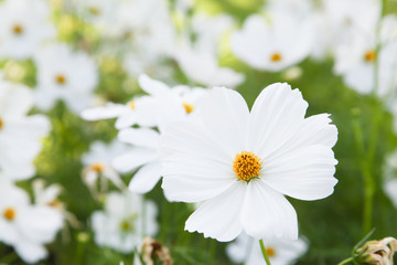 White blooming cosmos flower in garden