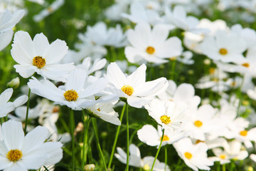 White blooming cosmos flower in garden