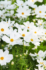 White blooming cosmos flower in garden
