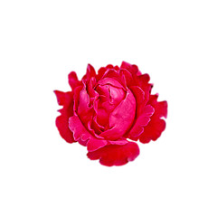  Beautiful red rose isolated on a white background