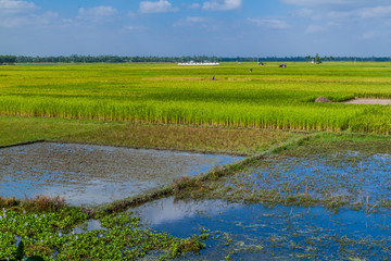 Rice fields near Bogra, Bangladesh