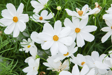 White blooming cosmos flower in garden