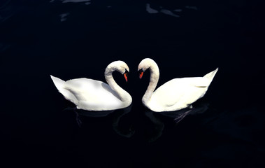 Swans