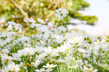 White blooming cosmos flower in garden