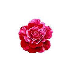  Beautiful red rose isolated on a white background