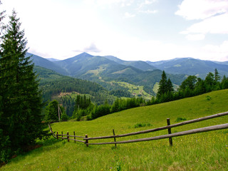 Meadow with the fence for cattle high in green mountains. Picturesque summer mountain landscape with Spruce (Picea abies) forest in the Eastern Carpathians, Ukraine