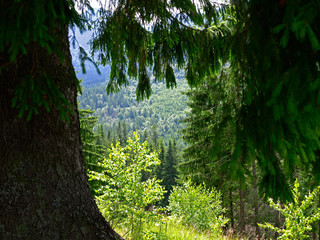 Huge spruce tree high in green mountains. Picturesque summer mountain landscape with Spruce (Picea abies) forest in the Eastern Carpathians, Ukraine