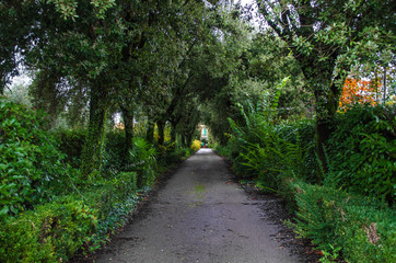 Fototapeta na wymiar path in park italian villa among evergreen garden trees and plants