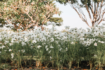 White blooming cosmos flower in garden