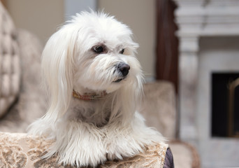 White Maltese dog lying on the couch in luxury house.